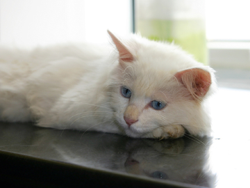 休息的小白猫