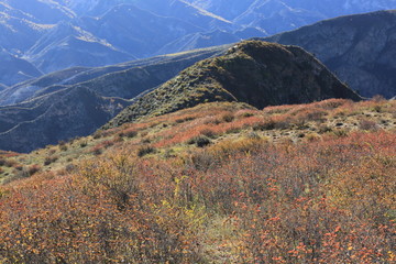 野山杏