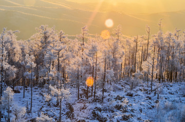 林区雪域风光