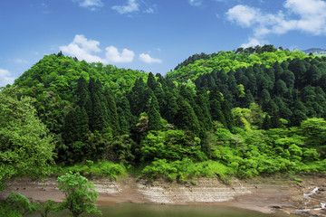 原始森林森林树林