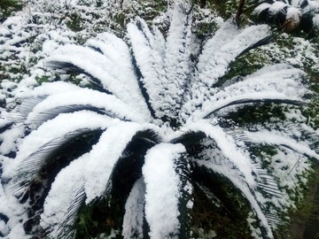 铁树雪花