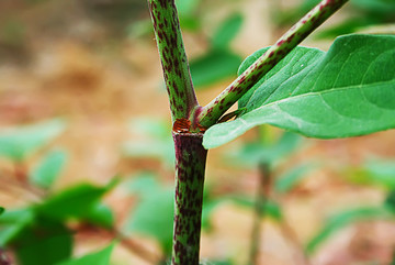 药用植物虎杖