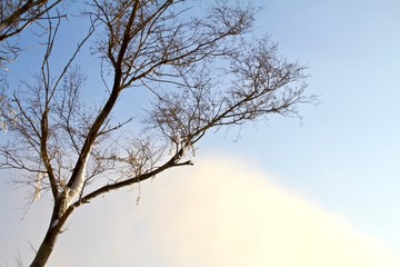 树冰飞雪