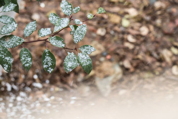 户外雪景