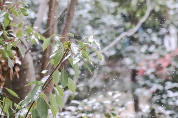 户外雪景