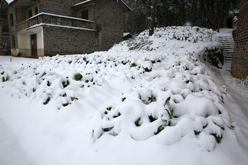 雪天菜地