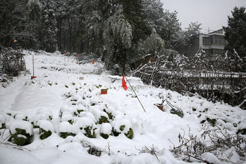 美丽的雪景