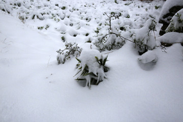 美丽的雪景