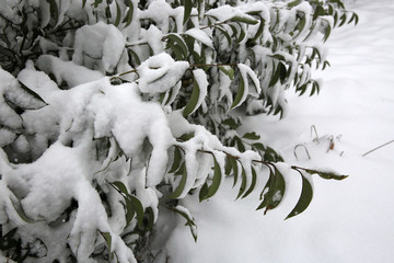 大雪压枝