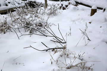 雪地小草