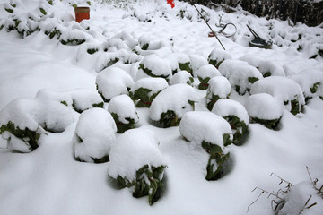 雪地菜园