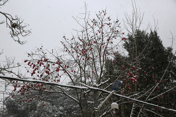 美丽的雪景