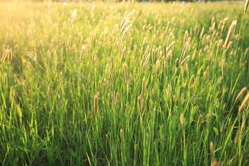 野草地