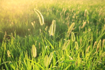 野草背景