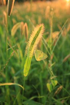 狗尾草