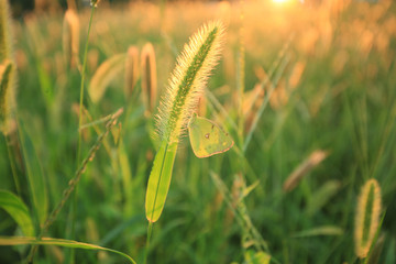 狗尾草