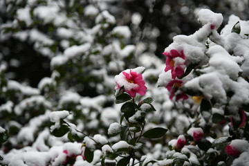 雪天园林