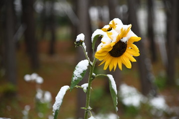 雪压向日葵