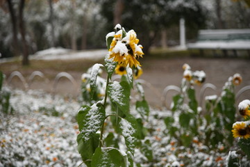 雪压向日葵