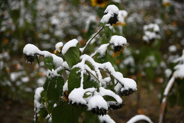 雪压向日葵