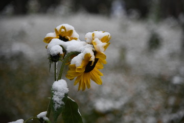 雪压向日葵