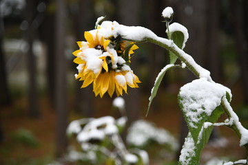 雪压向日葵