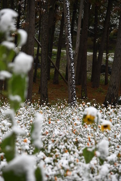 雪压向日葵