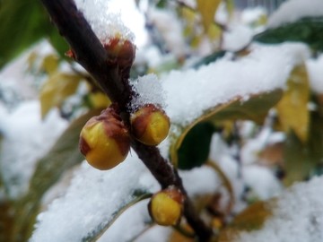 腊梅雪花