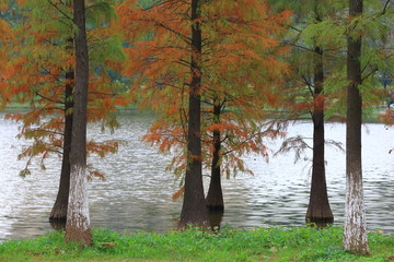 红杉林湖景