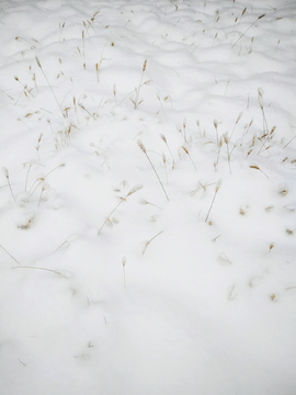 雪地