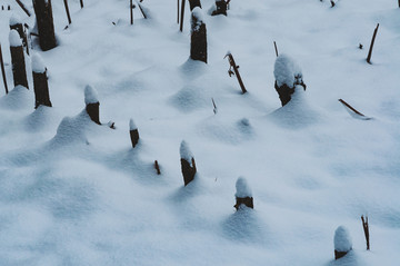 东湖雪景