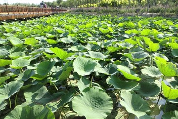 天津东丽湖湿地荷塘