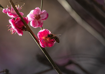 梅花