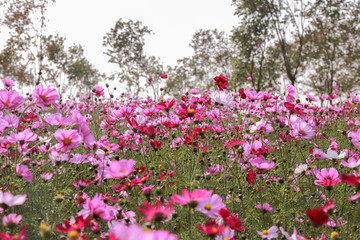 格桑花