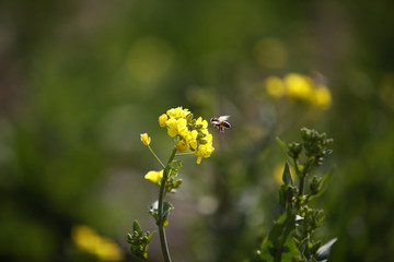 油菜花