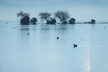 薄雾中的湖和水鸟
