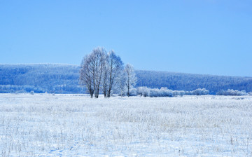 冬季小树林