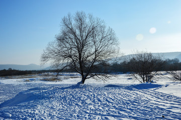 小树