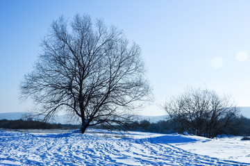 雪地小树