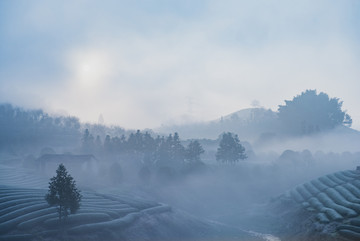 茶园晨景