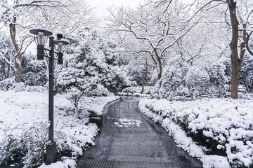 西湖雪景