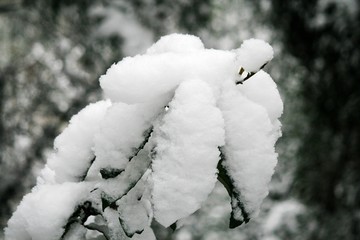 雪花