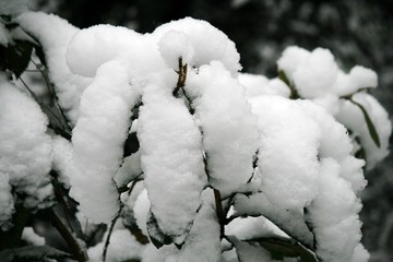 雪花