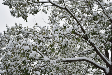 江南雪景