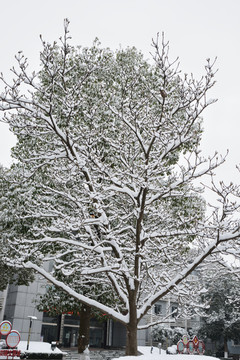 雪中树木