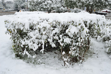 江南雪景