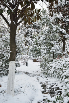 江南景雪