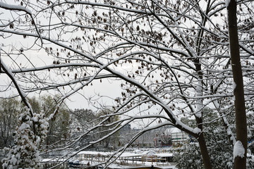 江南景雪