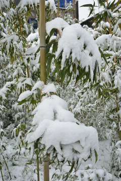 雪中竹子