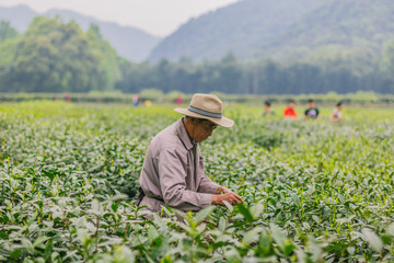 杭州西湖龙井茶园